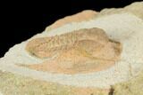 Fossil Trilobite (Declivolithus) - Morocco #120750-2